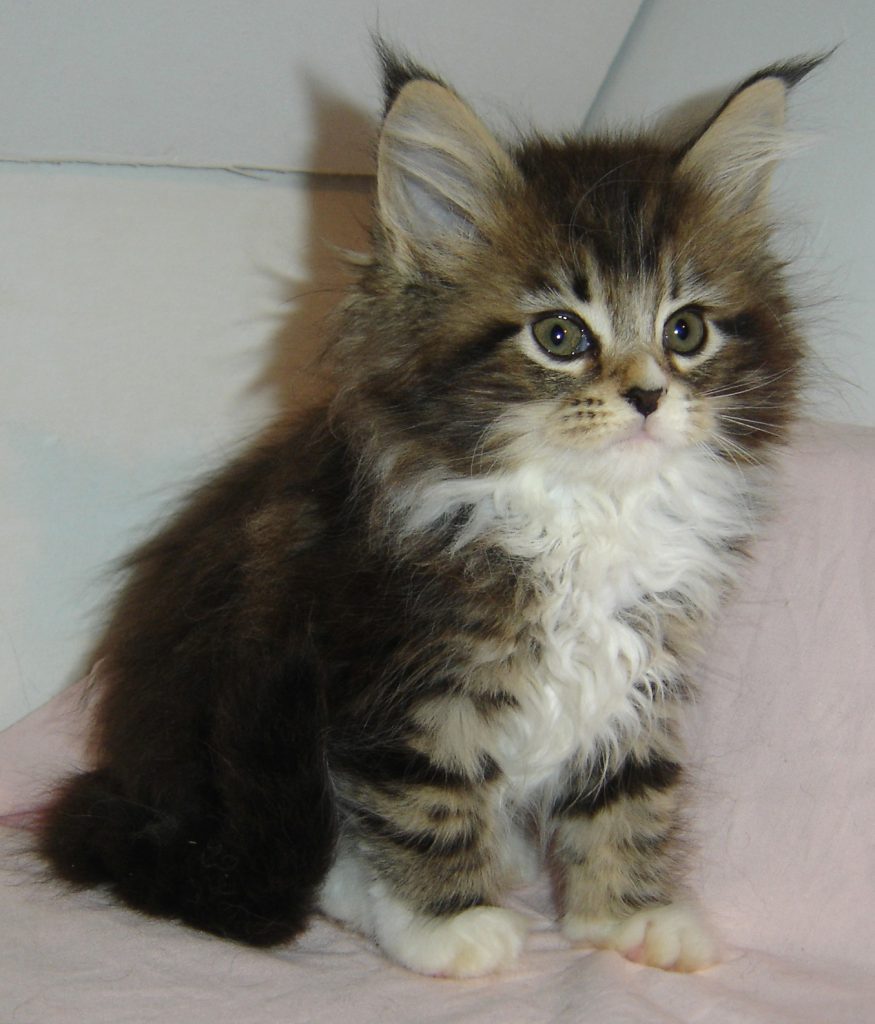 Maine Coon Kittens | MajestiCoon | Maine Coon Kittens for Sale Florida