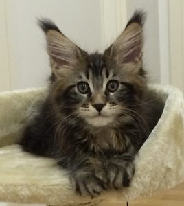 Maine Coon Kittens | MajestiCoon | Maine Coon Kittens for Sale Florida