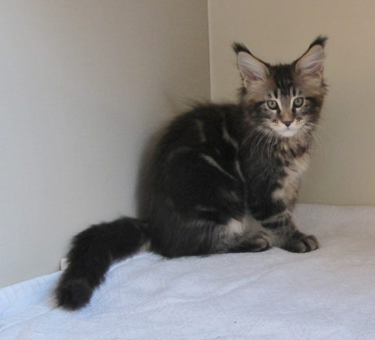 Maine Coon Kittens 