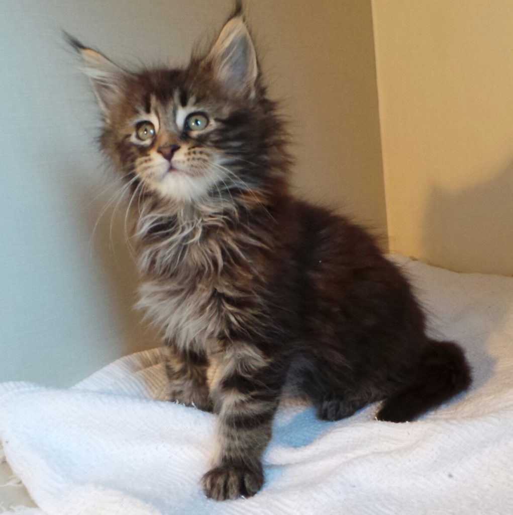 Maine Coon Kittens | MajestiCoon | Maine Coon Kittens for Sale Florida