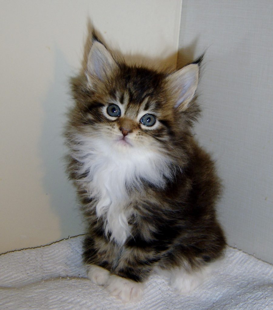 Maine Coon Kittens | MajestiCoon | Maine Coon Kittens for Sale Florida