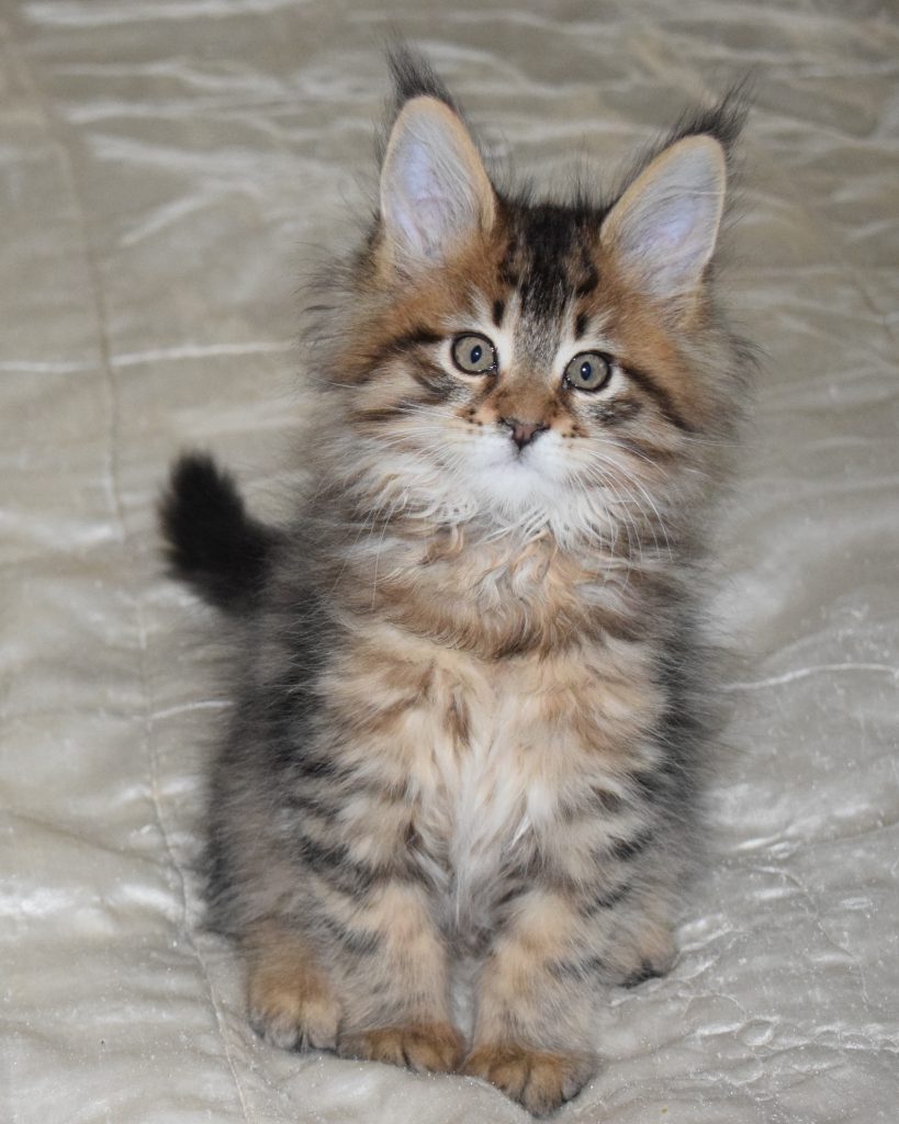 Maine Coon Kittens | MajestiCoon | Maine Coon Kittens for Sale Florida