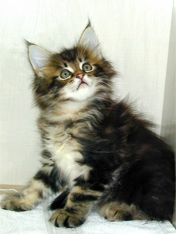 Maine Coon Kittens | MajestiCoon Maine Coon Kittens - Authentic ...