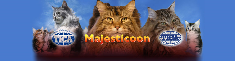 MajestiCoons Maine Coon Kittens for sale in Florida