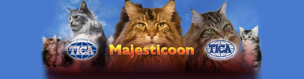 MajestiCoon.com - Florida breeder of Maine Coon Kittens