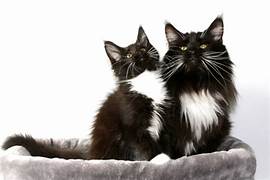 MajestiCoon King Arthur and his look alike Son.